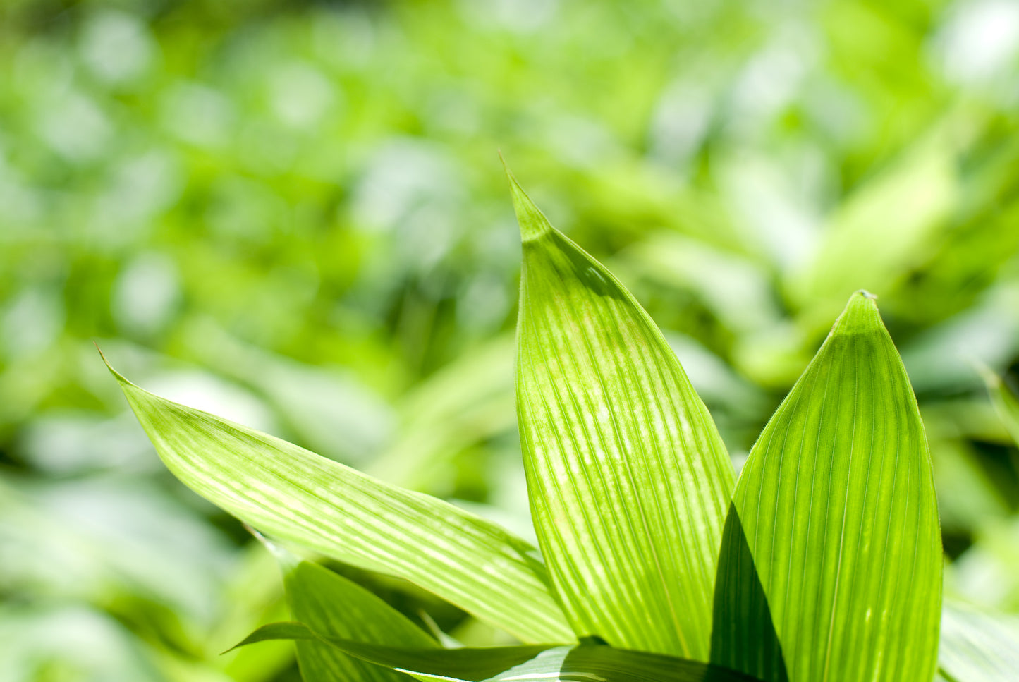 Hokkaido Bamboo Tea(Tea Bag type)