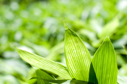 Hokkaido Bamboo Tea(Tea Bag type)